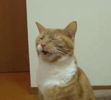 猫屎猫尿这么臭怎么办,猫在猫砂盆里大便臭吗