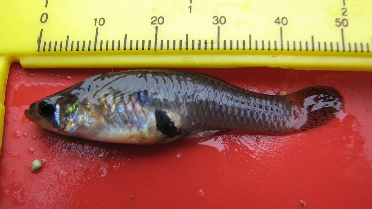 食蚊鱼能灭绝蚊子吗,蚊子物种入侵