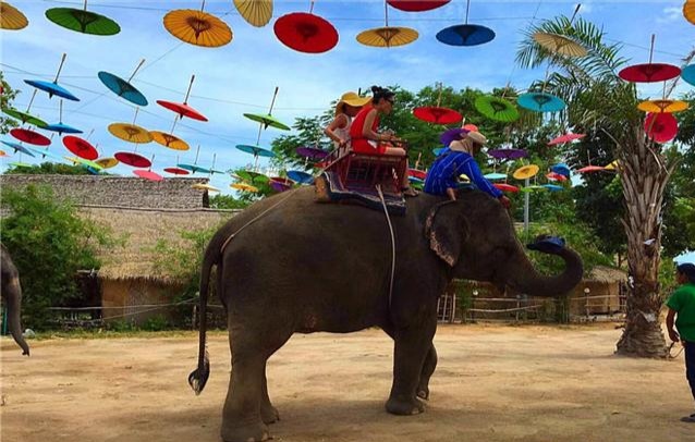 芭提雅大象园和大象村营业时间,泰国芭提雅大象园一日游