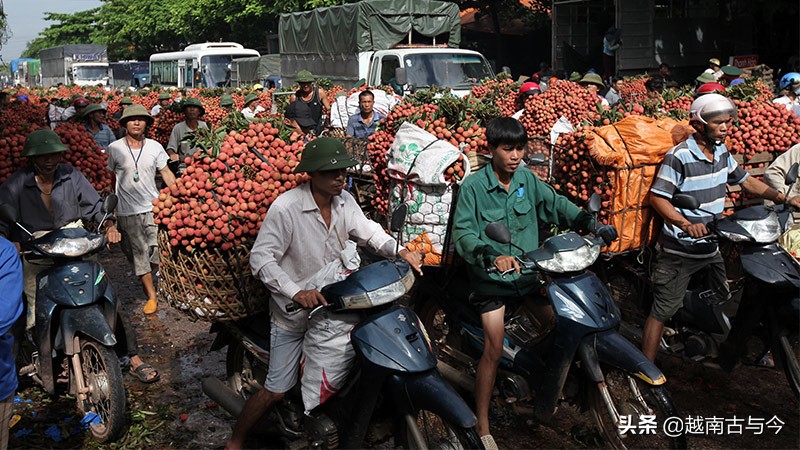 越南水果希望中国能解决销路,越南荔枝今年是否会冲击国内市场
