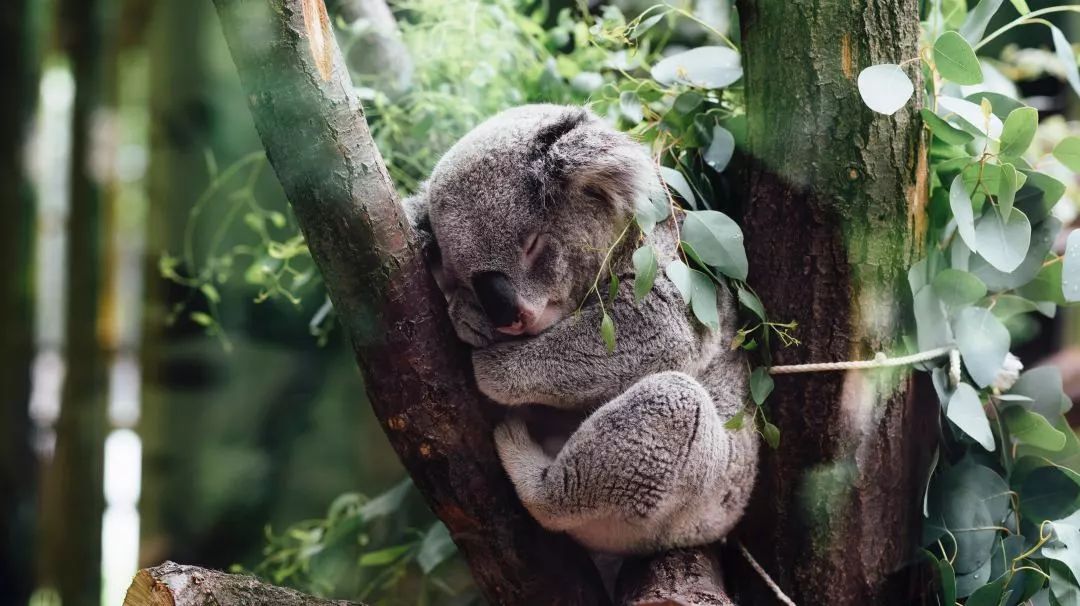 澳洲海外游学，我最推荐这座城市