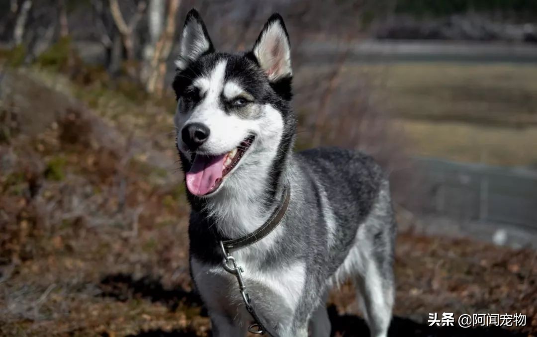 狗狗喘气是一种病态吗,狗狗明显喘气是什么原因