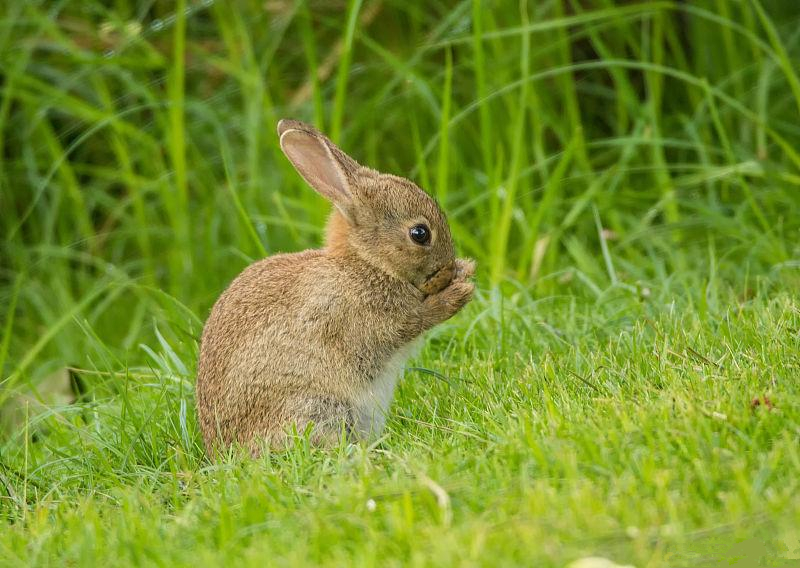 养兔技术兔的免疫接种分类及方法,养兔知识兔瘟的症状及防治措施