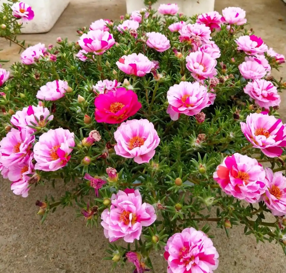 人养花一时养人一生,人养花同时花也养人