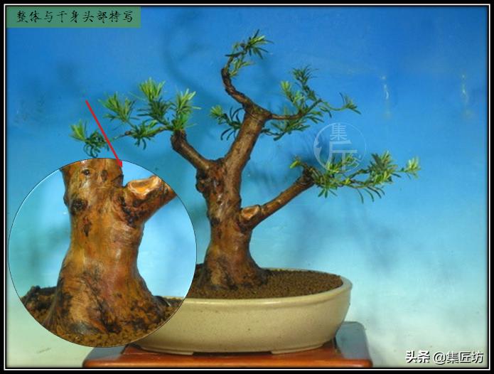 雀舌罗汉松小盆景造型,雀舌罗汉松造型制作视频