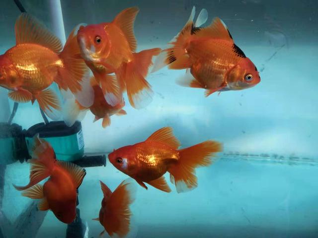 小缸有必要培养硝化细菌吗,开缸前怎么样能快速培养硝化细菌