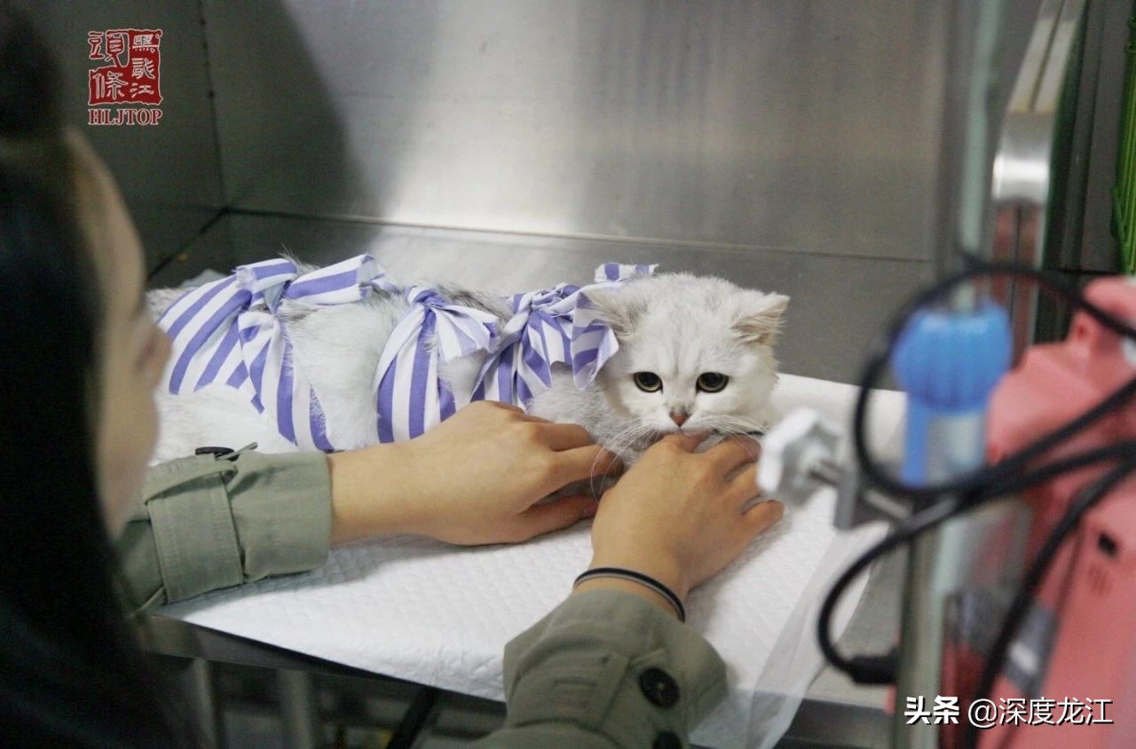 「冰城浮生记」完结篇：当你善良浮生苦短甜长