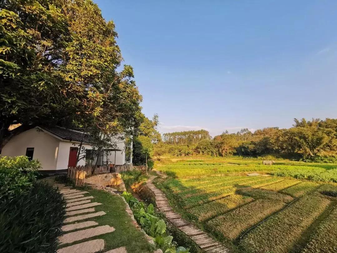 惠州秋长谷民宿推荐,惠州这家最有格调稻田民宿