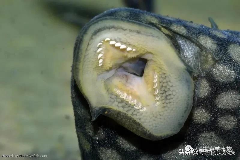 钻石皇冠豹鱼,每天认识一条鱼