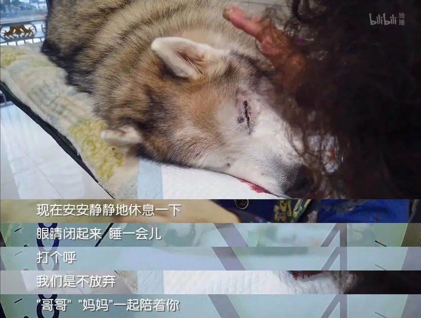 b站高分历史纪录片,2分钟一集的b站纪录片