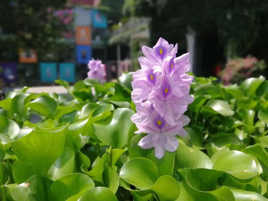 水浮莲的生长特点,凤眼莲好养吗图片