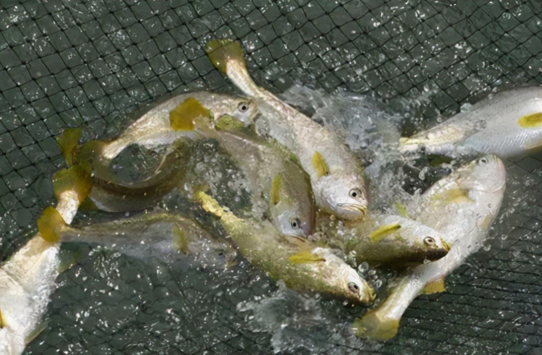 象山渔民捕到野生大黄鱼怎么处理,象山野生大黄鱼2000公斤