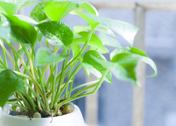 冬天绿萝怎么浇水防烂根,绿萝冬季浇水正确方法