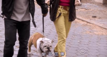 猫狗吃醋打架,吃醋的猫狗