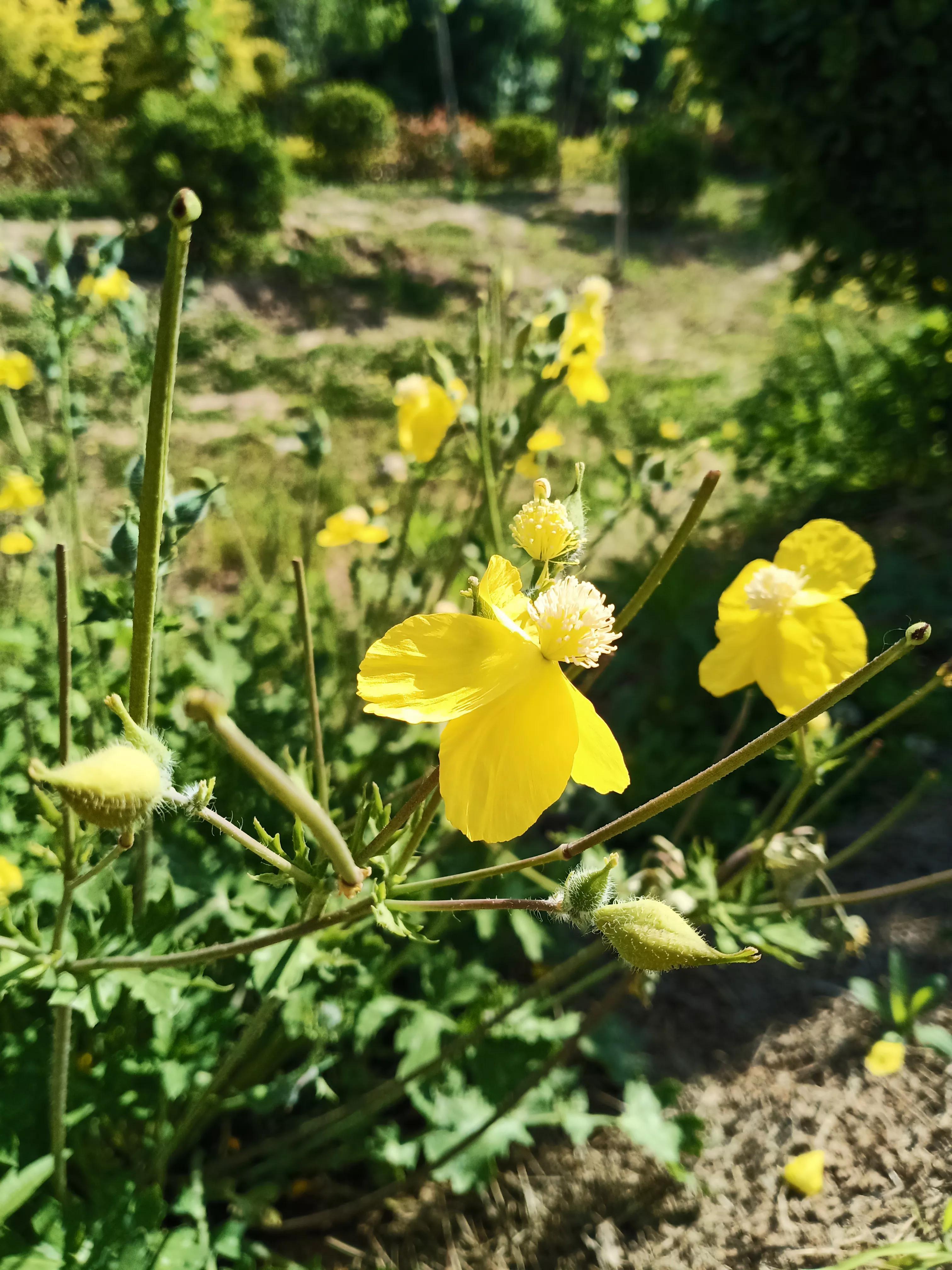 濮阳龙山公园有啥好玩的,濮阳龙山公园在什么地方