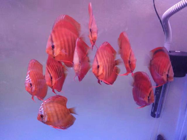 鱼缸净水剂使用方法,鱼缸使用净水剂多久能加硝化细菌