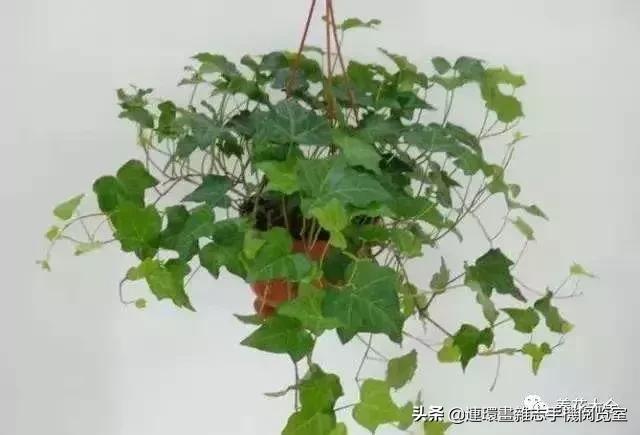 100种常见花卉植物图谱,100种花卉素描图谱