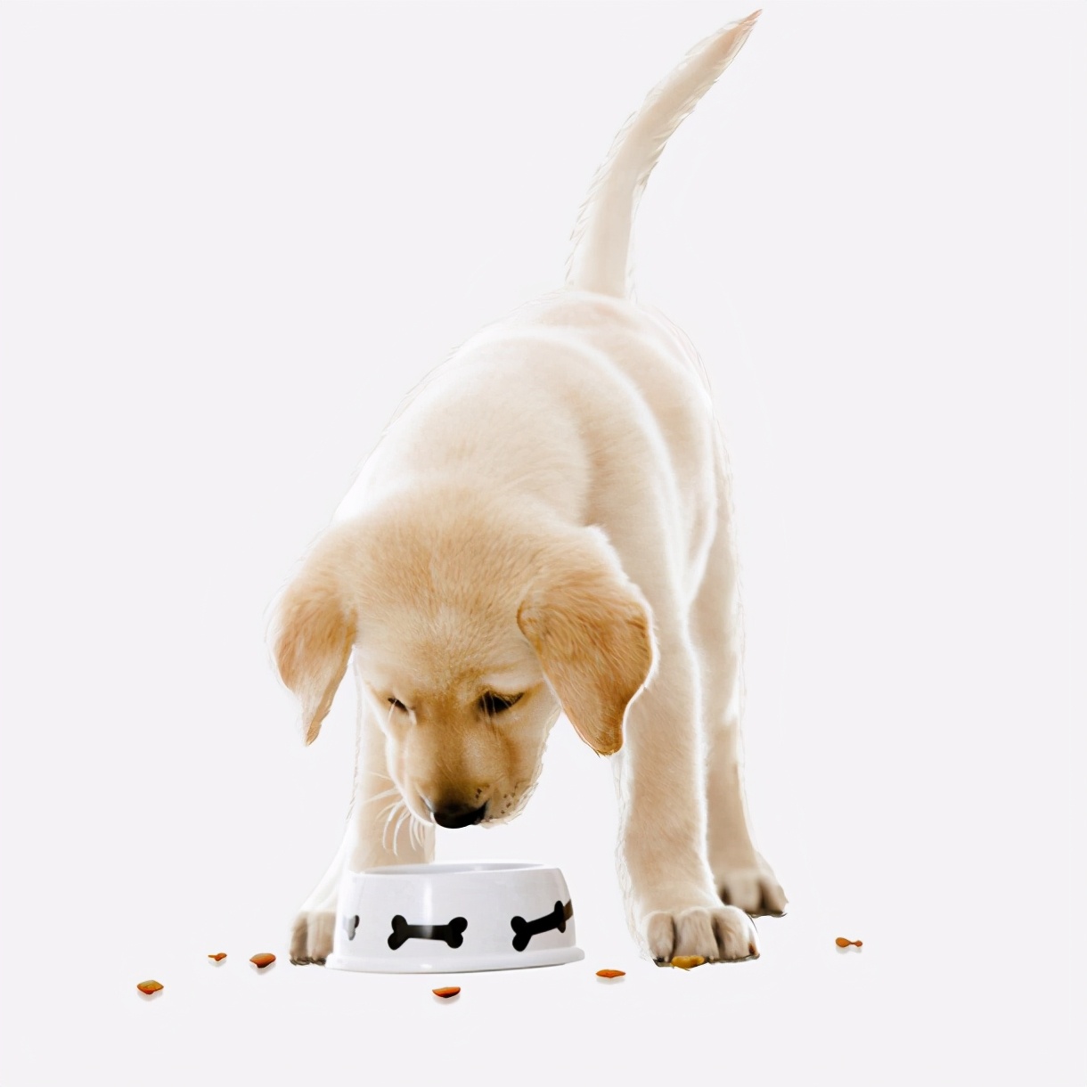 狗狗总放屁臭怎么解决,狗狗太臭了能几天洗澡一次