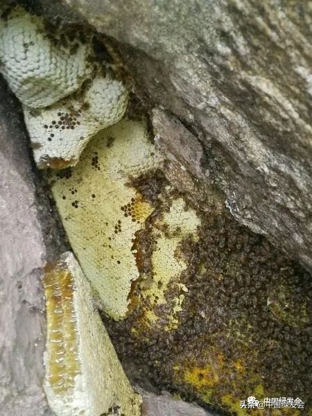 助力蜂农防疫情,拼多多助农战疫的原因