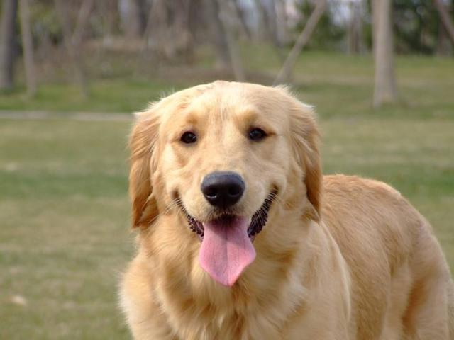 很受欢迎的狗,比较受欢迎的宠物狗