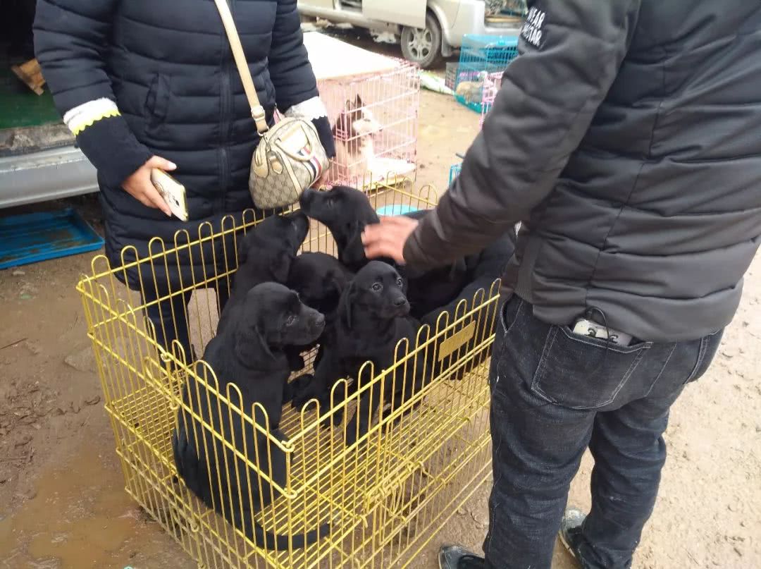 农村狗市300元就卖了的拉布拉多,同城自家拉布拉多小狗出售