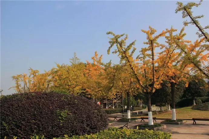 温州秋冬的银杏树确实美,温州最原生态银杏