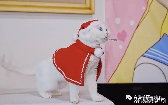 北京小公主靠吸猫血成百万大V,直播整容、大照骗、2年养死3只猫