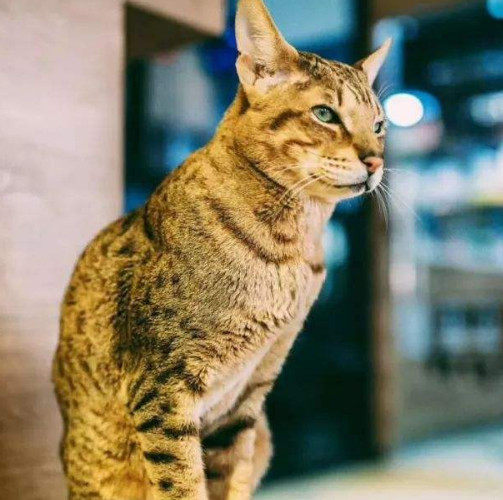 猫猫最贵的品种,比较贵的猫猫