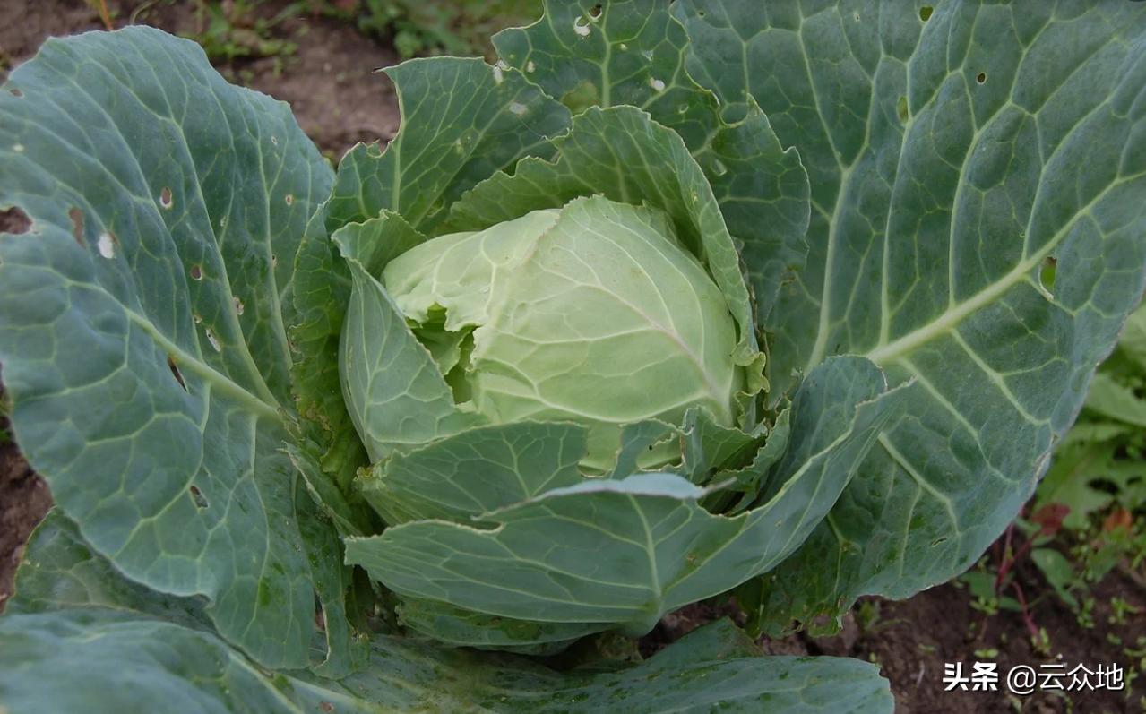 为什么球茎甘蓝会裂开,甘蓝叶球开裂是什么原因造成的