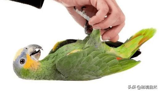 橙翅亚马逊鹦鹉介绍,蓝顶黄翼亚马逊鹦鹉