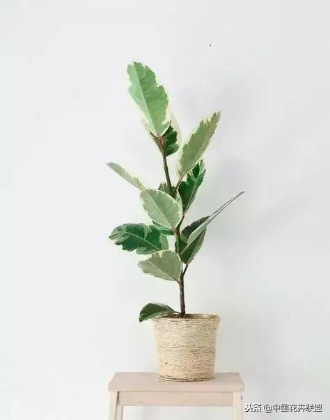 打翻了调色盘的花,打翻了调色盘的美景