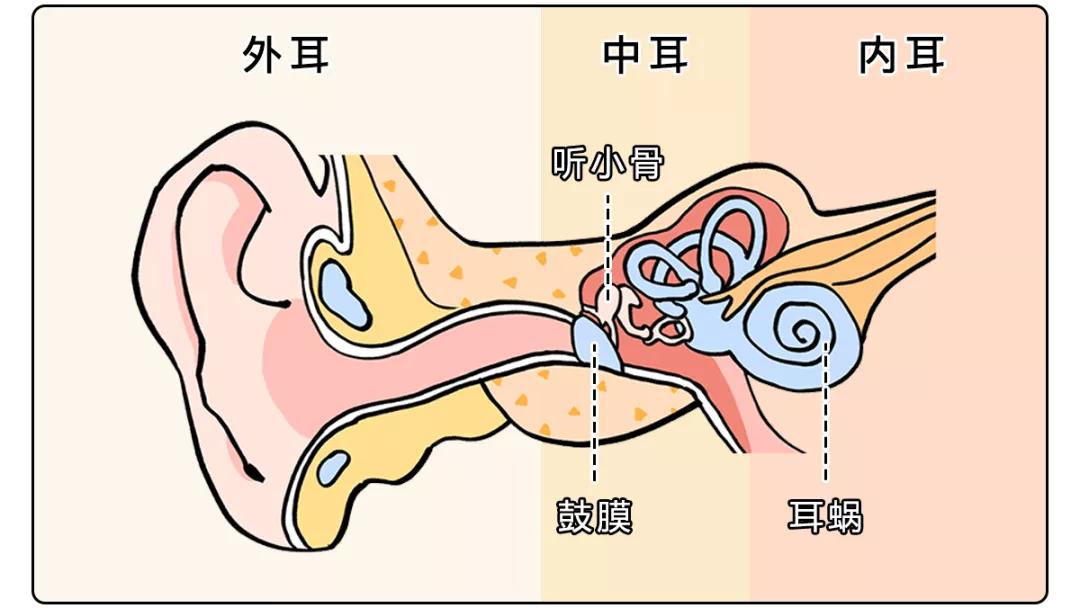 耳朵敏感整个人酥掉,人的耳朵有多脆弱
