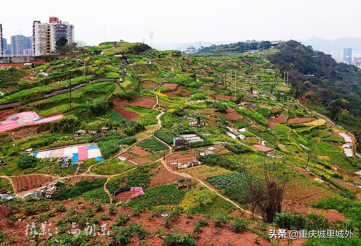 好奇探寻平顶山顶是否“平”，无意发现了渝中区与沙坪坝区的界牌