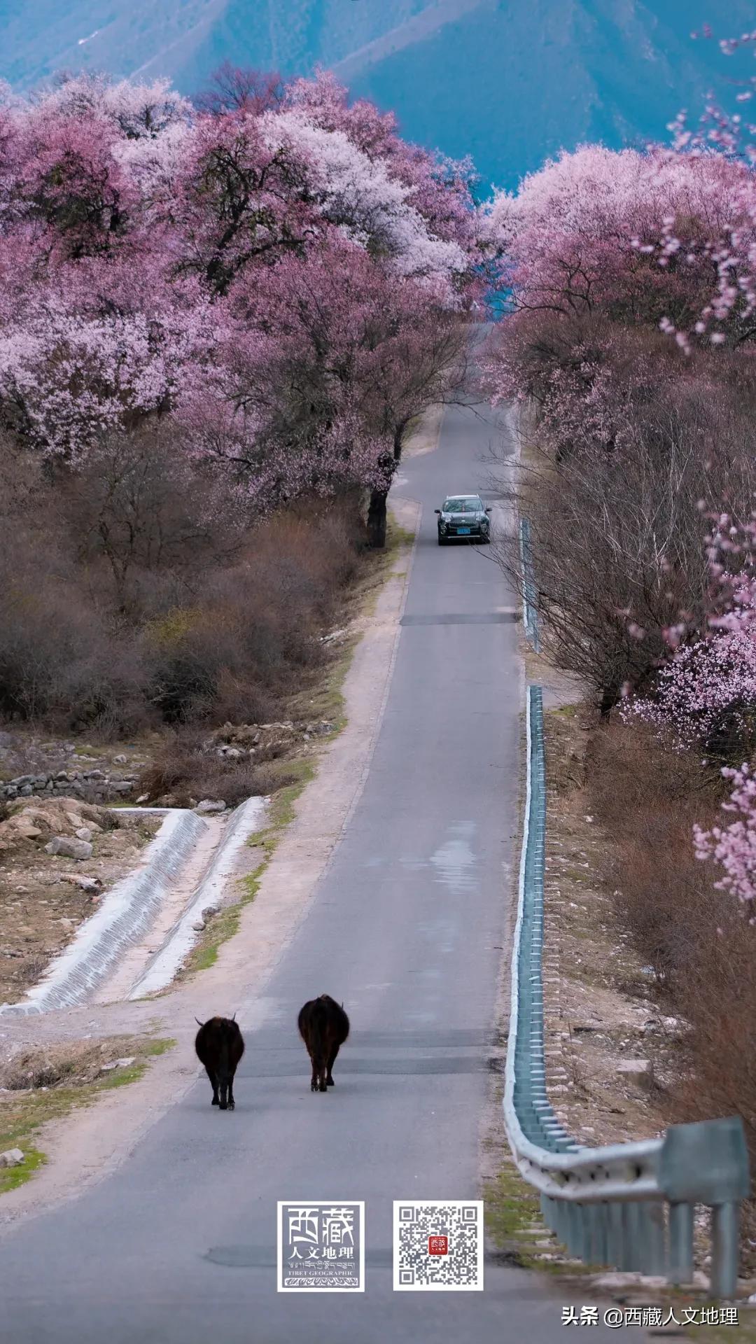 又仙气又美丽的壁纸,适合春日的绝美壁纸