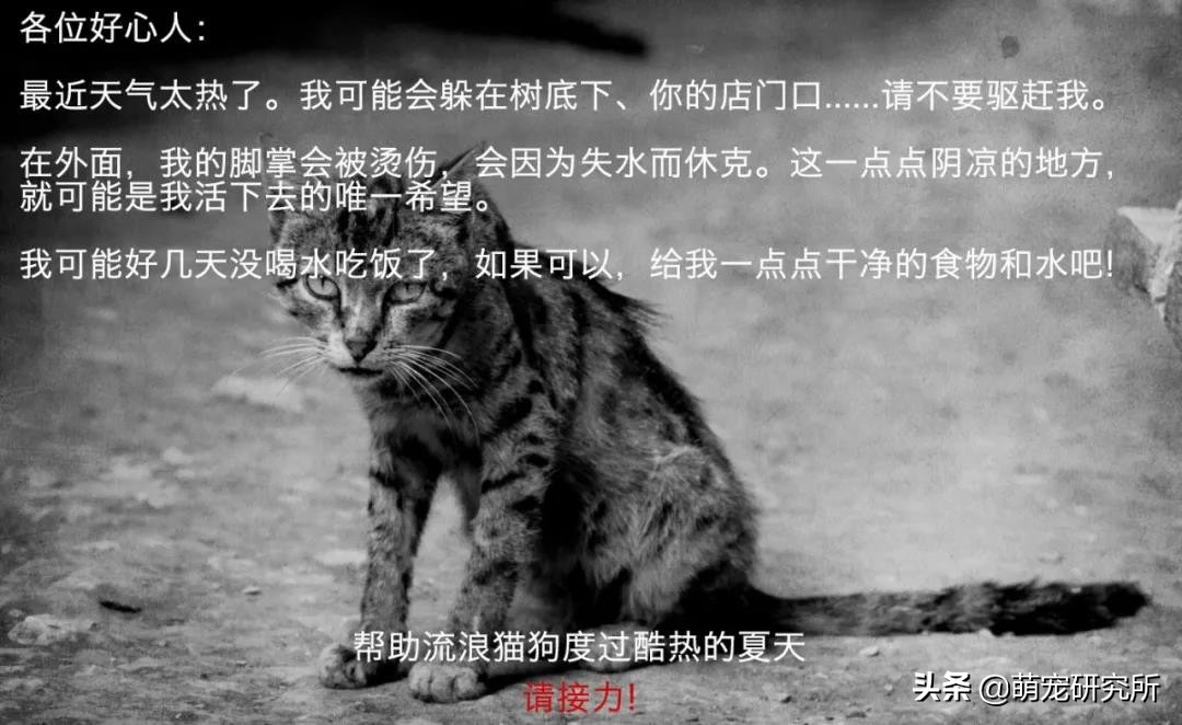猫咪意外坠楼死了灵魂在家吗,猫死在窗户下好不好