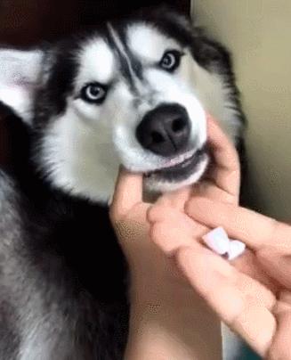 宠物生病怎么喂药呢视频,宠物生病给人吃什么药