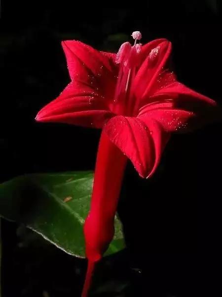 世界顶级奇花异卉,最美奇花异卉