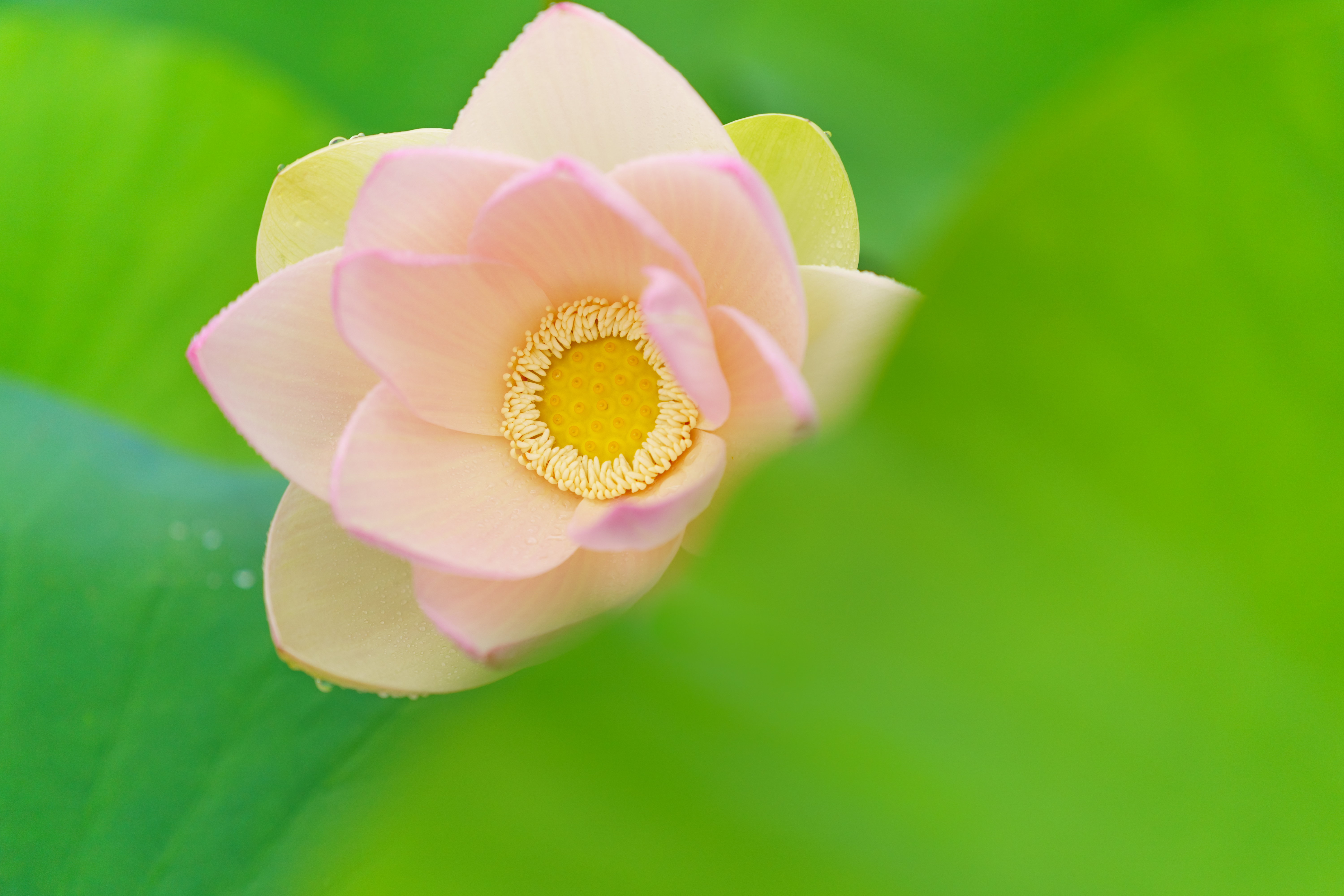 适马90f2.8和索尼90微距对比,适马20mm1.8广角镜头评测