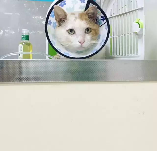 她救下一只得皮肤病脾气巨差的猫咪，花了两个月变身软萌美喵