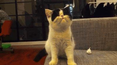 猫咪软便蹭屎怎么办吃点什么药,猫咪精神很好就是反复软便拉稀