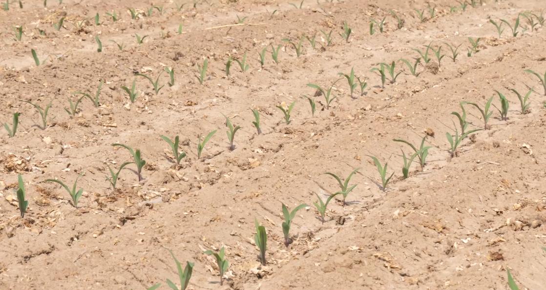 玉米缺苗怎么补种,玉米地里缺苗补种玉米还行吗