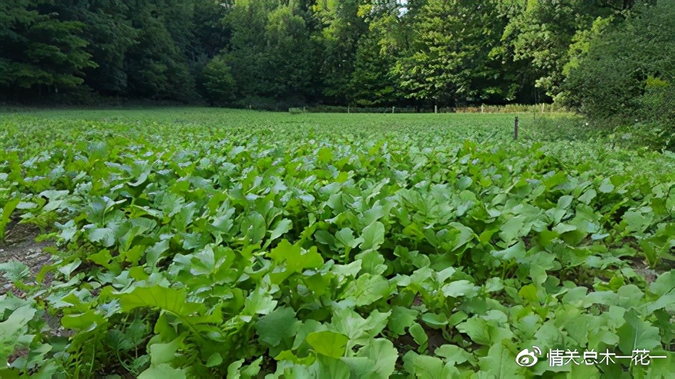 绿山墙的安妮全部解读,绿山墙的安妮内容提纲
