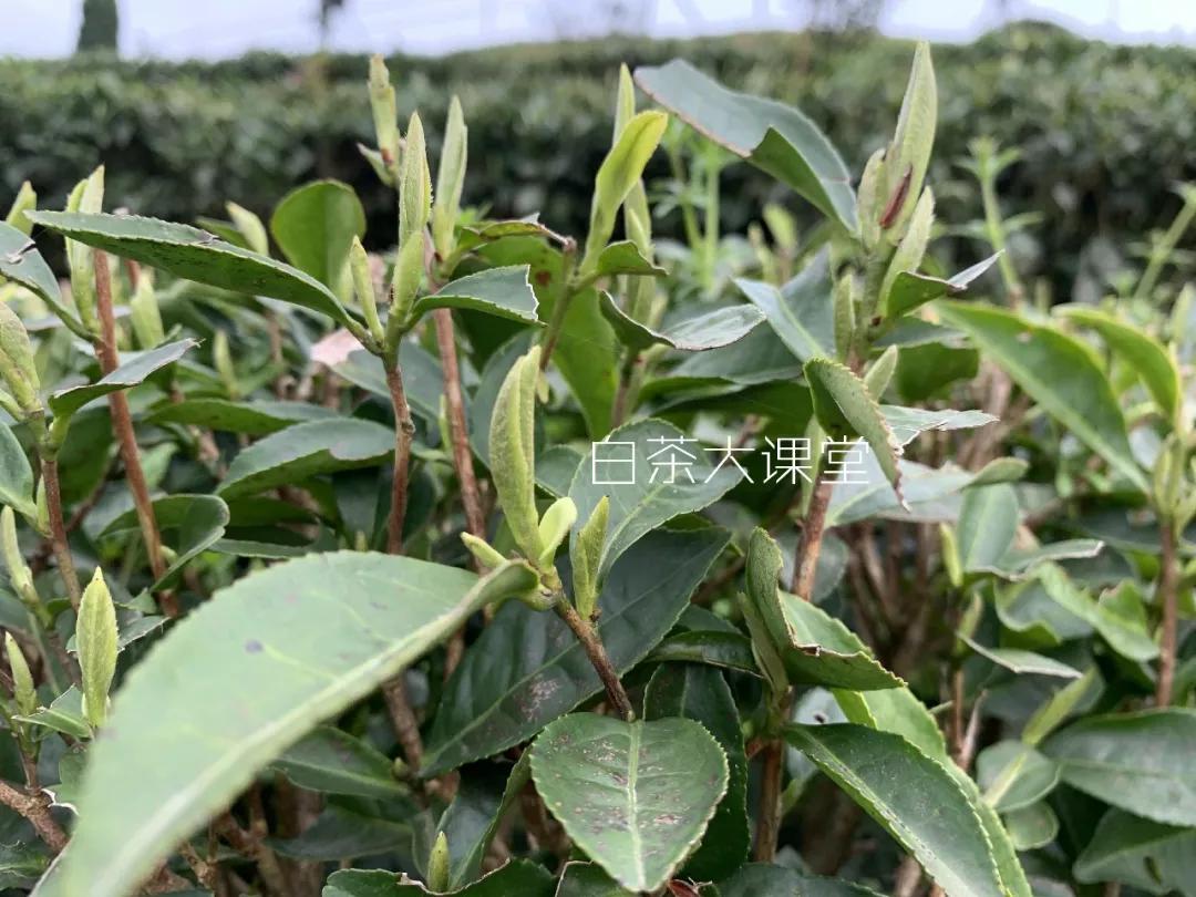 白茶是什么？咱们坐下来，好好聊一聊