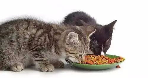 猫咪呕吐白色泡沫是什么原因,猫咪吃了冻干后呕吐是什么原因