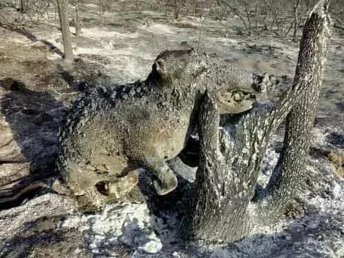 好心痛，“地球之肺”快烧成肺癌啦！不营救还在推诿起火原因？