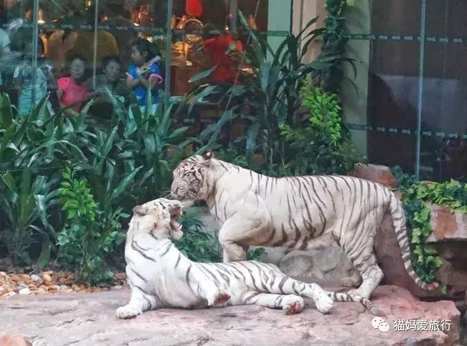 2天游玩广州长隆野生动物园攻略,广州长隆野生动物园步行游玩攻略