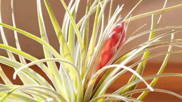 空气凤梨怎么固定,空气凤梨怎么控形