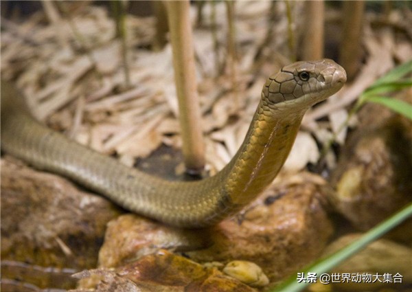 野外遇到眼镜王蛇怎能避让,森林王蛇和眼镜王蛇哪个厉害