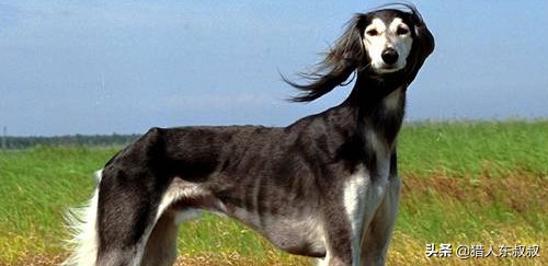 世界十大狗狗视频,世界十大最漂亮的狗狗