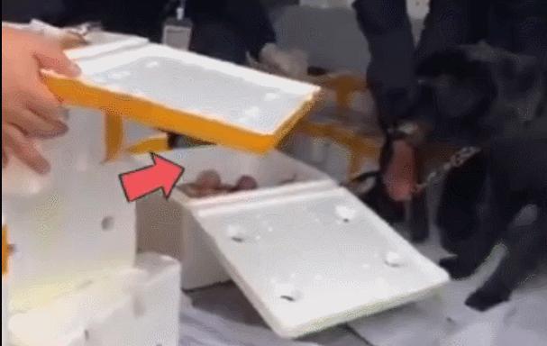 警犬发现百香果里藏毒,百香果藏毒被警犬发现